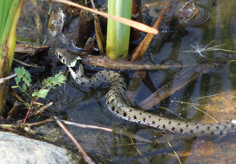 Natrix golosa